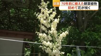 ７０年前に植えた観葉植物『アツバキミガヨラン』が初めて咲く　熊本市中央区の手取天満宮
