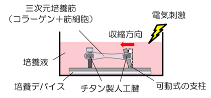 【大阪工業大学】炎症が筋力を弱める仕組みの一端を明らかに