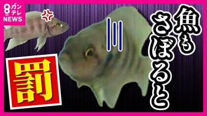 ギョギョ！魚も仕事サボると『罰を受ける』　驚きの研究結果が明らかに　怒られたら「よく働く」ことも判明