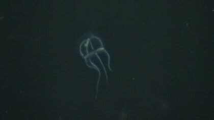 いわきの海で見つかった新種「ジャンガラコノハクラゲ」名前の由来は