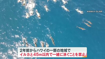 警告】“イルカハラスメント”発生 33人のスイマーが接近して執拗に