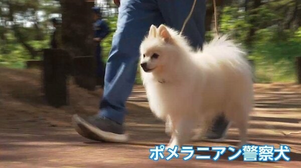 可愛いだけじゃない！ポメラニアン警察犬も活躍