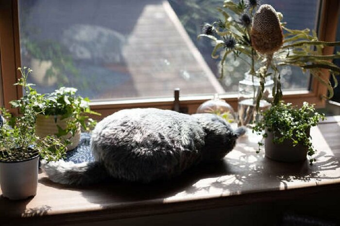 猫が居そうな所に置くだけでも、猫が居る生活に様変わり