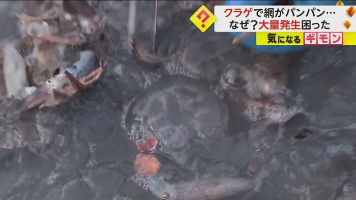 引き揚げられたクラゲ