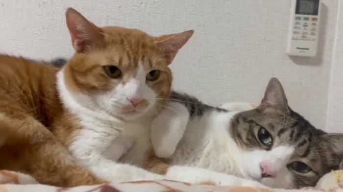 きなこくんの距離感が近いのだという