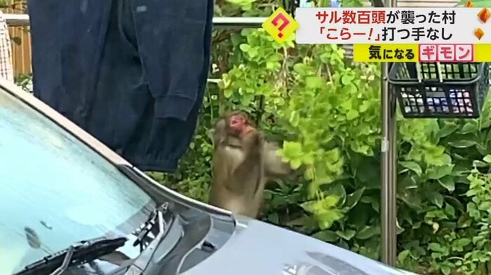 家の庭の作物を食べるサル