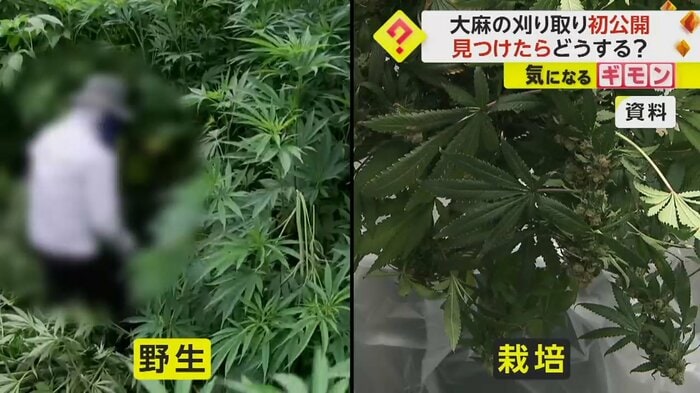 野生の大麻と栽培された大麻の比較