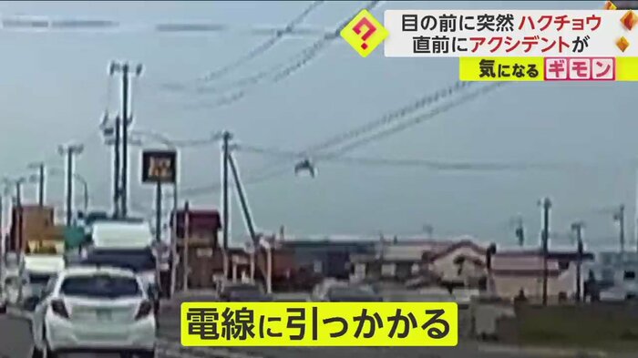 ハクチョウは電線に引っかかってしまった(FNN投稿サイト「ビデオPost」)