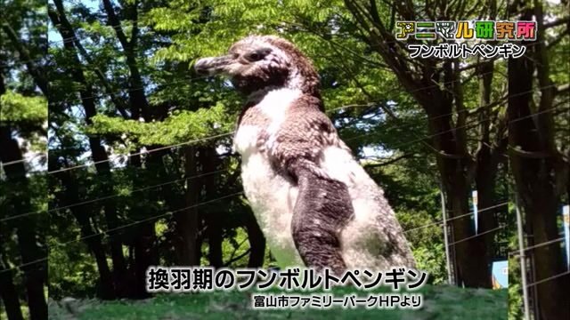 換羽期のペンギンはもこもこに