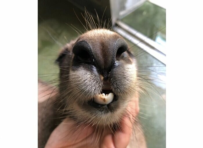 前歯が欠けた様子(提供:横浜市立金沢動物園)