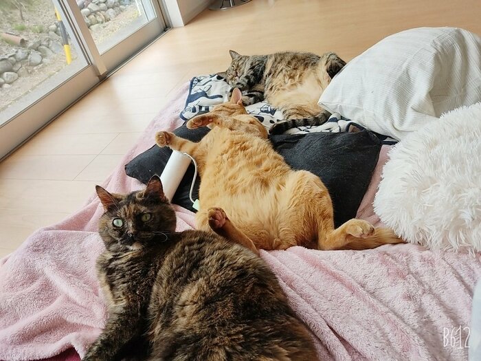 くつろぐ3匹