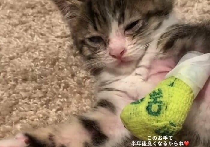保護して間もない頃のポッキーくん。左手が痛々しい