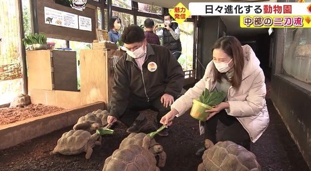 カメは通路で放し飼い