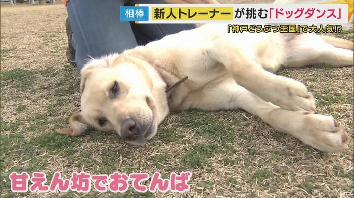 甘えん坊だけどおてんばな「ナッツ」