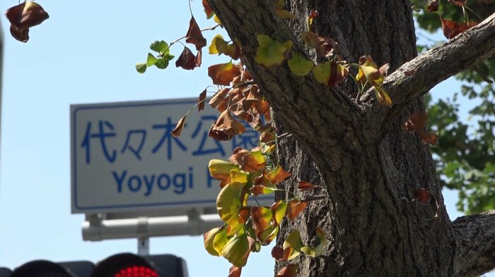 色が変わり、枯れてしまっているようにも見える街路樹の葉