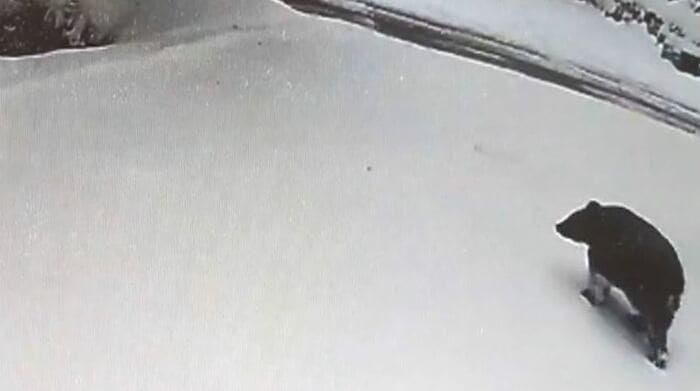 現れたのは1頭のクマ