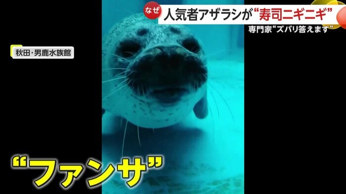 “ファンサービス”が手厚いこまち(視聴者撮影)