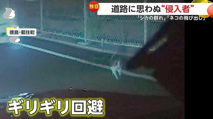 車が迫る中ギリギリを走り抜けるネコ(視聴者提供)