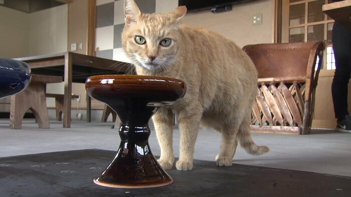 キャットボウル