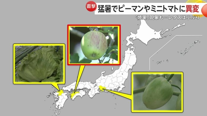 愛媛・久万高原町のリンゴは…