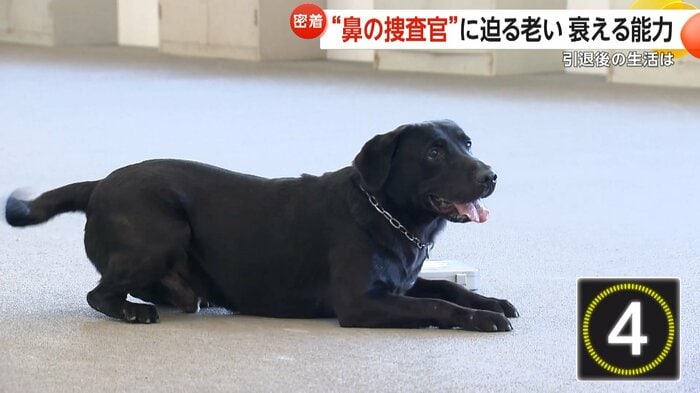 4秒で正解した6歳の警察犬