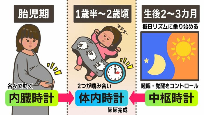 内臓時計と中枢時計がうまく噛み合うことで、「体内時計」がうまく機能する(イラスト・さいとうひさし)
