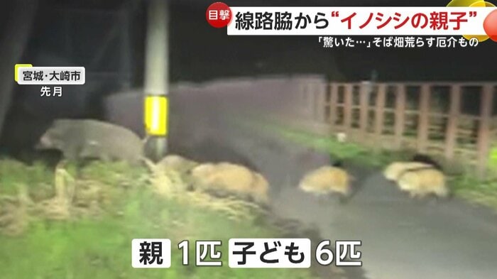 道を横切っていたイノシシの親子（映像提供：そば粉屋田伝）