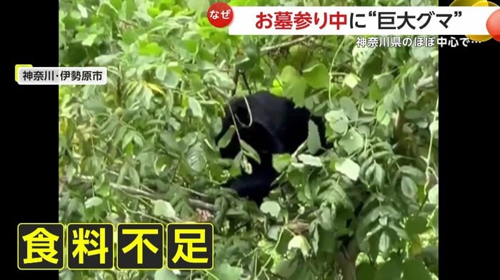 食べ物が見つからず降りてきたとみられる熊(視聴者撮影)