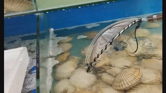 店内では多くのカニや貝が販売されていた