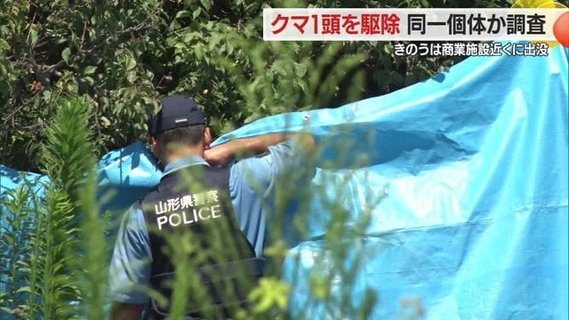 山形市北部でクマ1頭を駆除