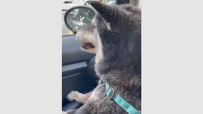 駐車場に着いた麿くん。不安そうにしている