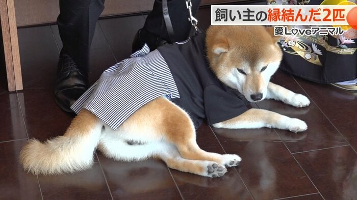 寂しそうな?新婦側の柴犬「こてつ」