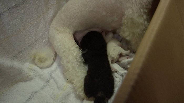 “ワン”ダフルなママ クロヒョウの赤ちゃん育てる 中国