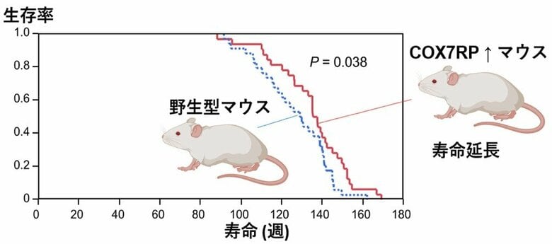 ミトコンドリアの働きを高めるタンパク質が、マウスの寿命を延ばす!？～脂肪組織の老化シグナルを抑制し、エネルギー産生と代謝を改善～