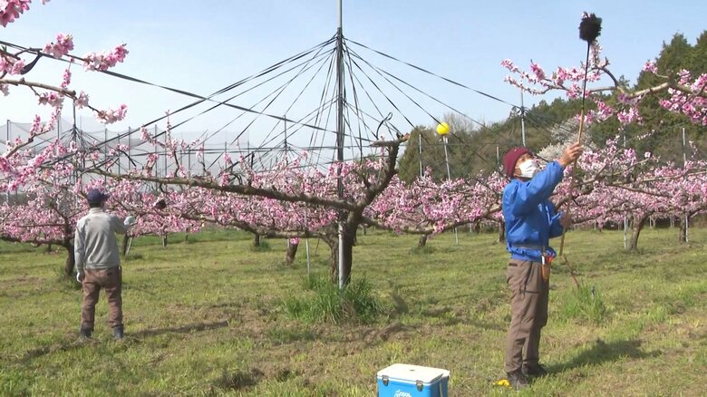 花粉の量少ない「川中島白桃」に…桃の開花に合わせ栽培農家が授粉作業 生育順調に進めば6月下旬から収穫｜FNNプライムオンライン