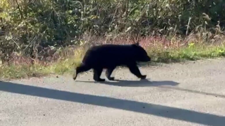 秋田のクマ出没はなぜ減った? ブナの実「並作」でも人身被害が発生 専門家が警鐘を鳴らす“油断できない秋” 過疎化・高齢化で変わる人とツキノワグマの境界線|FNNプライムオンライン