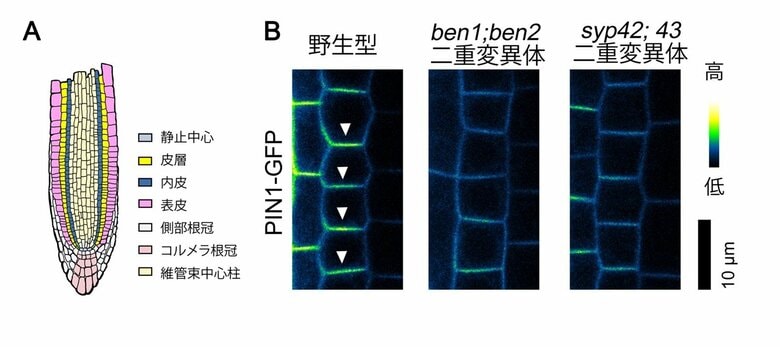 植物のオーキシン輸送体の偏在とオーキシン依存的な植物の発生過程に関わる小胞 輸送制御因子を同定