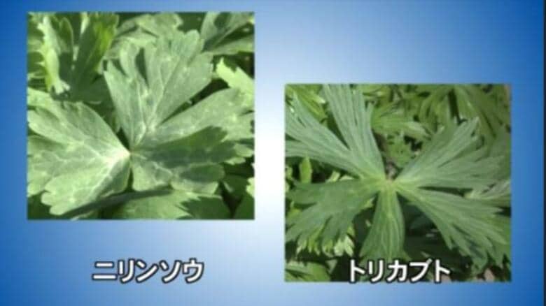 【速報】「トリカブト」をニリンソウと誤食し食中毒で1人死亡…北海道室蘭保健所管内で1家族2人が被害｜FNNプライムオンライン