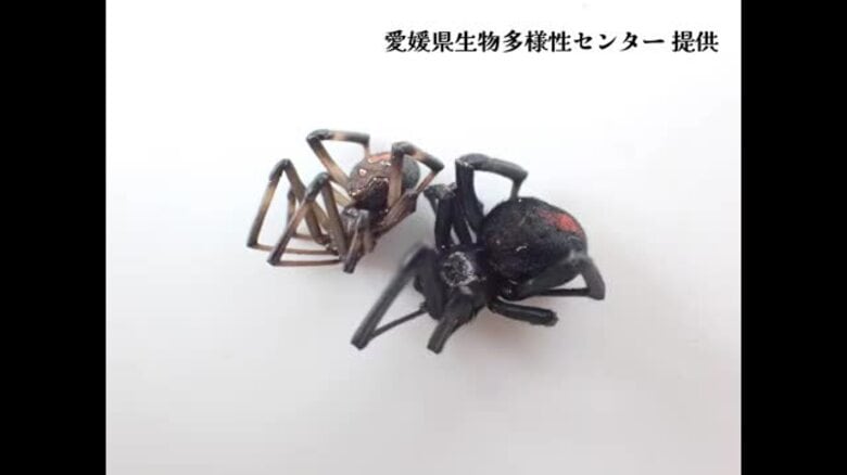 特定外来生物「セアカゴケグモ」今治の公園でメス７匹と卵のう発見し駆除　愛媛で今年９事例目【愛媛】｜FNNプライムオンライン