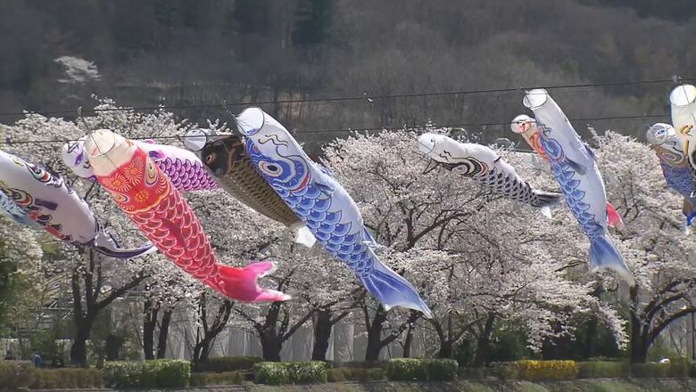 満開の「桜」と「こいのぼり」共演　長野県上田市｜FNNプライムオンライン