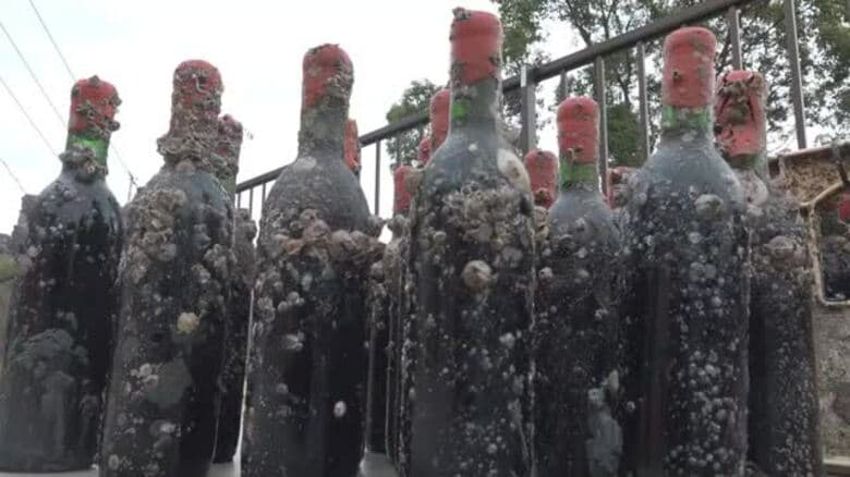 水深約１０メートルで半年間熟成…ワインの味わいは？小豆島の海底に沈めたワインの引き揚げ作業【香川】｜FNNプライムオンライン