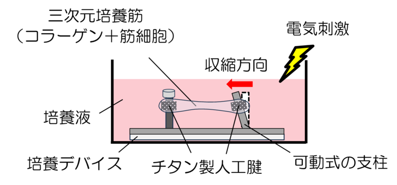 【大阪工業大学】炎症が筋力を弱める仕組みの一端を明らかに