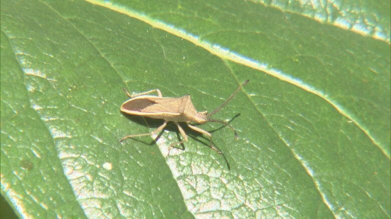 農作物にも影響が…ブランド柿“富有柿”発祥の地で『カメムシ大量発生』農薬まく回数増やすも対策に限界｜FNNプライムオンライン