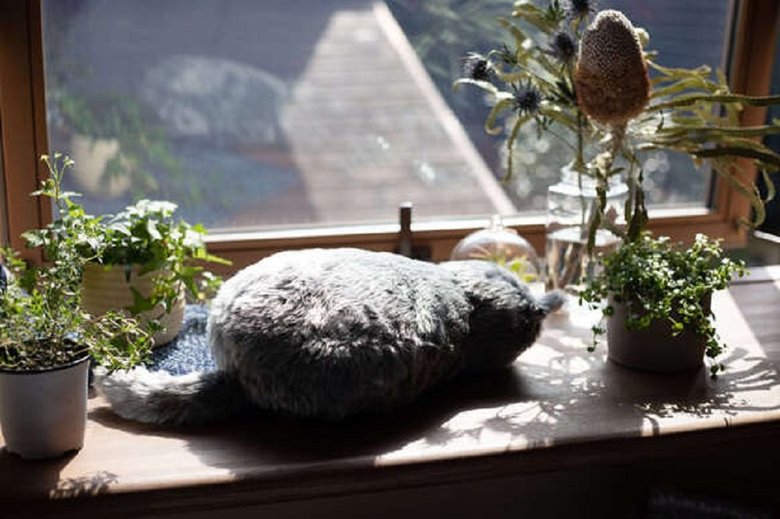 猫が居そうな所に置くだけでも、猫が居る生活に様変わり