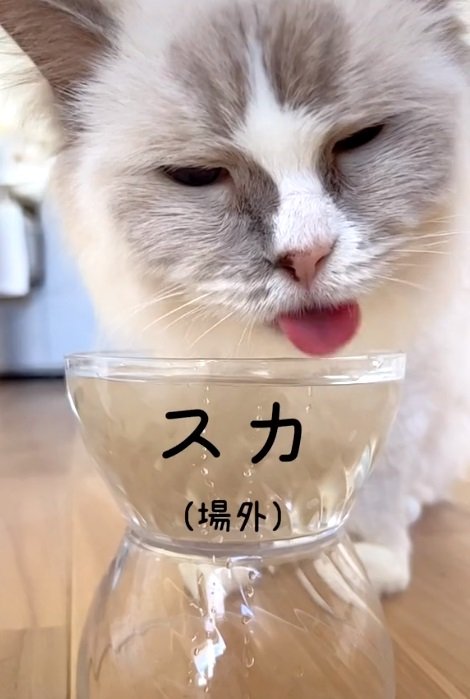 お水を飲むのがちょっと下手?なメイプルくん