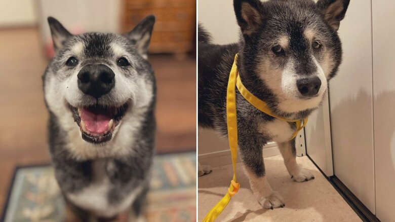 遊べると思っていた朝（左）と、1日留守番だった夜の表情