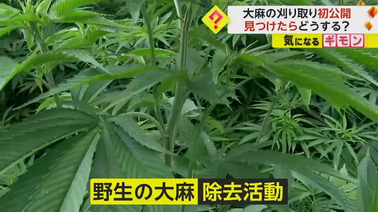 青森県内の山中に自生している、野生の大麻