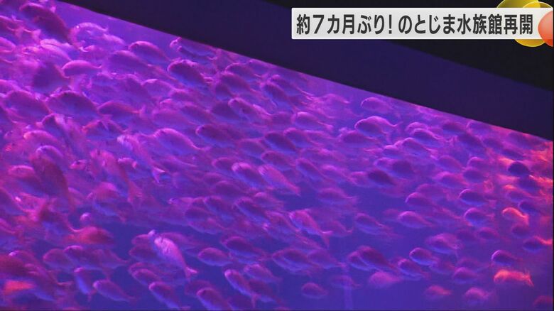 約7カ月ぶりのマダイショー
