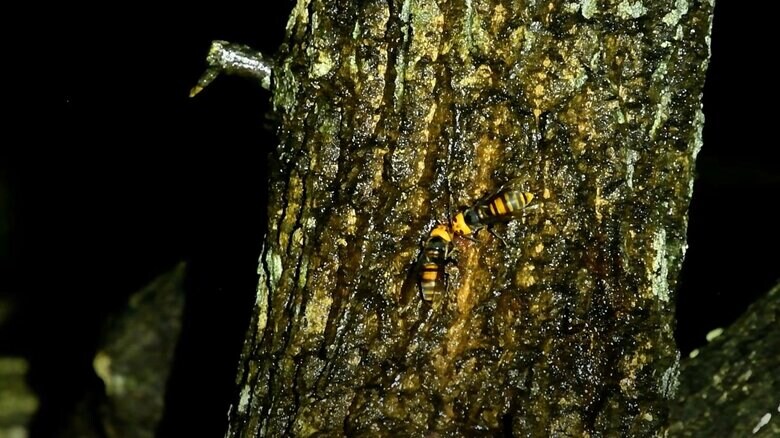 カブトムシがオオスズメバチに退散するまで（その5）