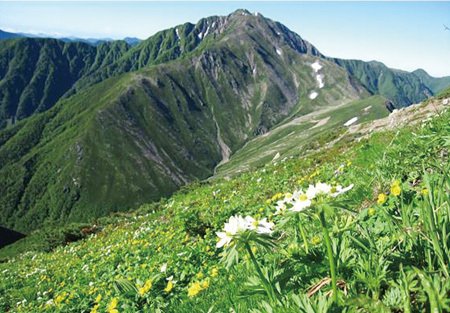 南アルプスの植物